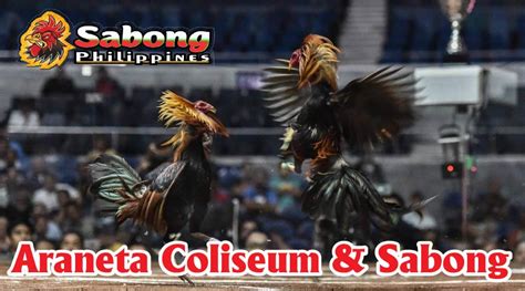 sabong legends|Unveiling the Sabong Arena's Icons: Discover the Legendary .